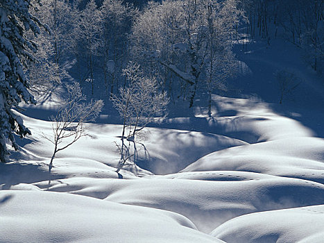 雪原