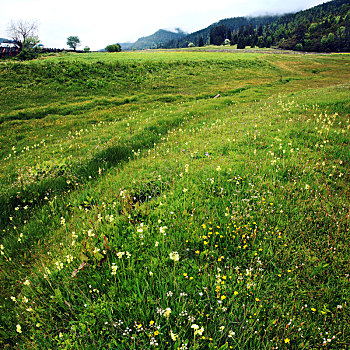 西藏林芝鲁朗夏季开满鲜花的草地