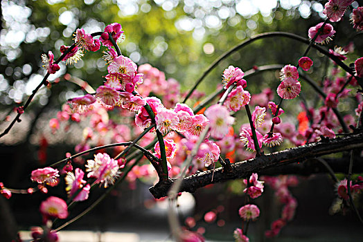 春天,梅花盛开