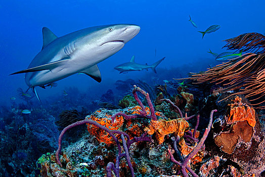 加勒比礁鲨,漂浮,上方,珊瑚礁,大巴哈马岛,巴哈马,中美洲