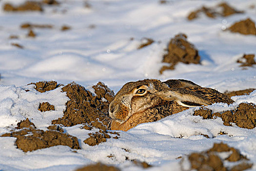 欧洲野兔,雪中