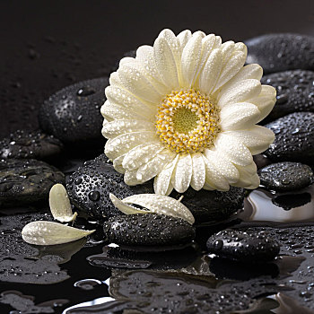 白花,黑色背景,石头