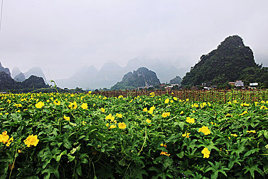 阳江,阳春市