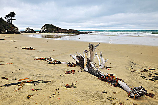海滩,浮木,奥塔哥,南岛,新西兰