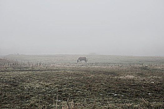 马,模糊,乡村,风景