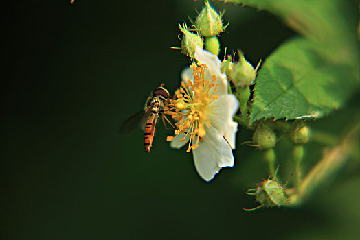 蔷薇花,蜜蜂