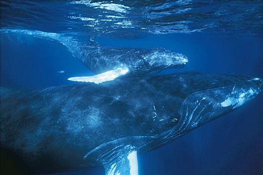 驼背鲸,大翅鲸属,鲸鱼,幼兽,饲养,地面,多米尼加共和国