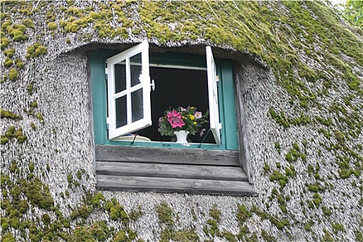 花,窗口