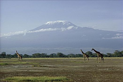 长颈鹿,乞力马扎罗山,坦桑尼亚