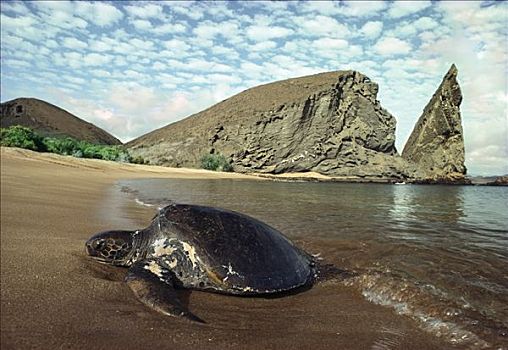 绿海龟,龟类,雌性,拖拉,室外,海滩,岛屿,加拉帕戈斯群岛,厄瓜多尔