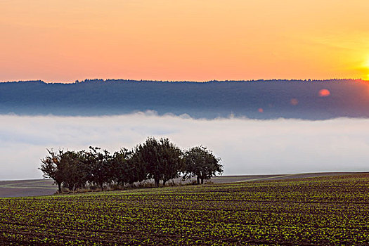 乡村,晨雾,日出,俯视,地点,巴伐利亚,德国