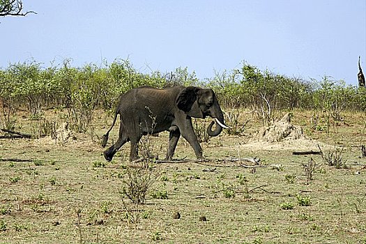 小象,走,一个,乔贝国家公园,非洲