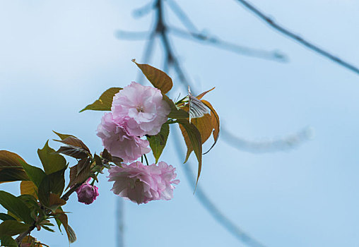 樱花特写