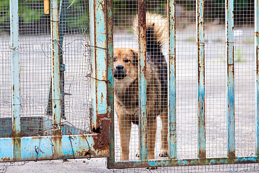 内有犬类