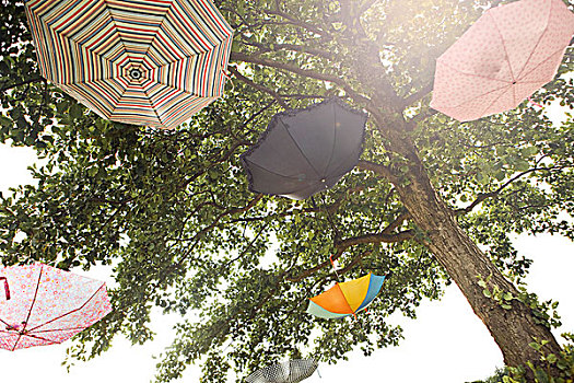 伞,悬挂,树