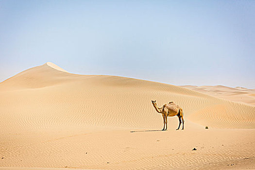 单峰骆驼,沙丘,沙漠,阿联酋,亚洲
