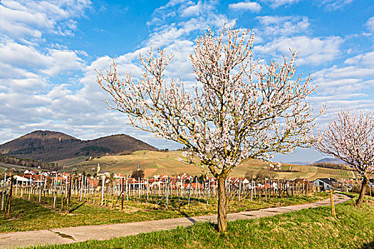花,杏树,扁桃,正面,乡村,莱茵兰普法尔茨州,德国