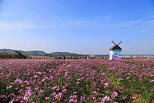 春天花海