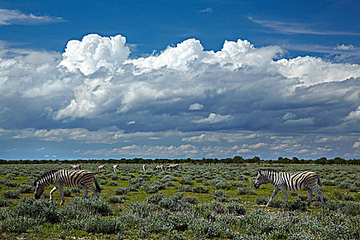马,斑马,埃托沙国家公园,纳米比亚,非洲