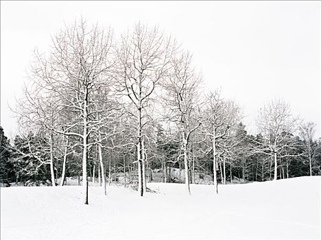 树,积雪