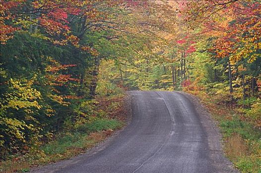道路,树,安大略省,加拿大