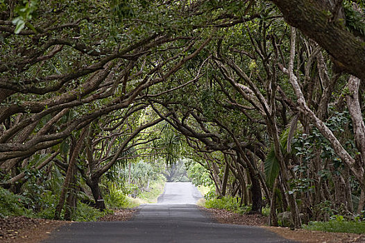 树林,道路,夏威夷,美国
