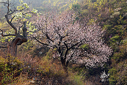 杏树,杏花,春天,果树,山坡,茂盛,生机勃勃,官场,秦皇岛