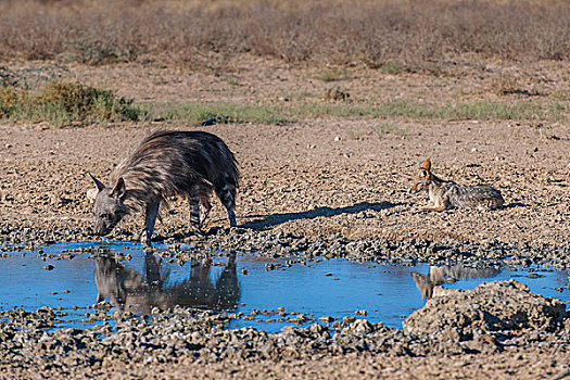 褐色,鬣狗,黑背狐狼,水潭,卡拉哈迪大羚羊国家公园,北开普,省,南非,非洲