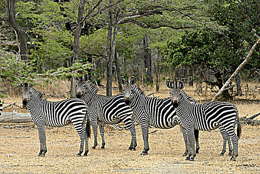 坦桑尼亚,禁猎区,斑马