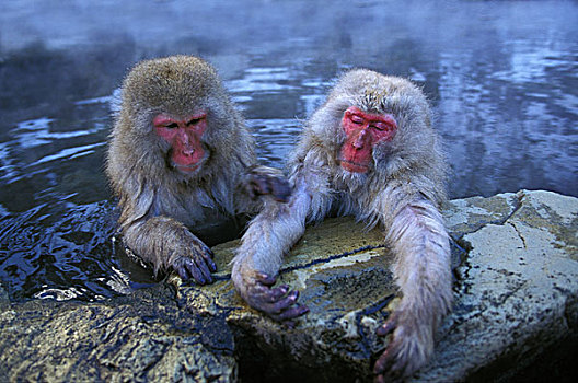 日本猕猴,雪猴,一对,站立,水,北海道,日本