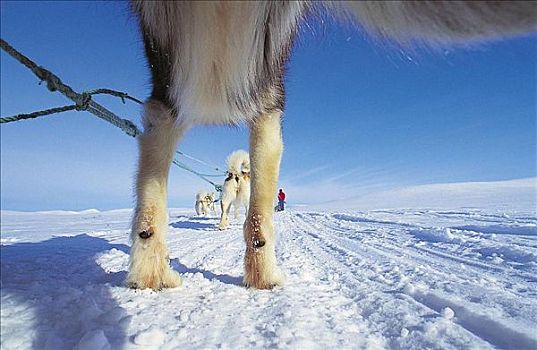 哈士奇犬,狗拉雪橇,腿,哺乳动物,雪,北方,瑞典,斯堪的纳维亚,欧洲,狗,宠物,动物