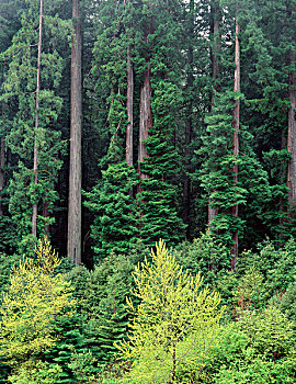 美国,加利福尼亚,洪堡红杉州立公园,小树林,红杉,塔,高处,清新,桤木,枫树,林下叶层,大幅,尺寸