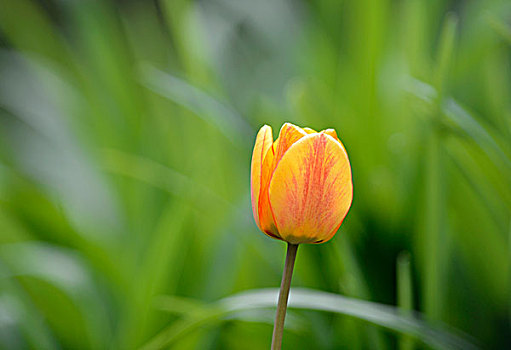 郁金香,郁金香属,一朵花