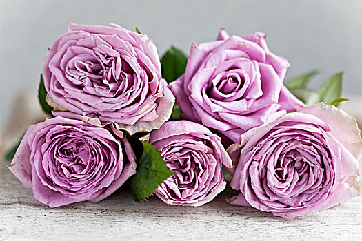 五个,紫罗兰,玫瑰,躺着,桌子