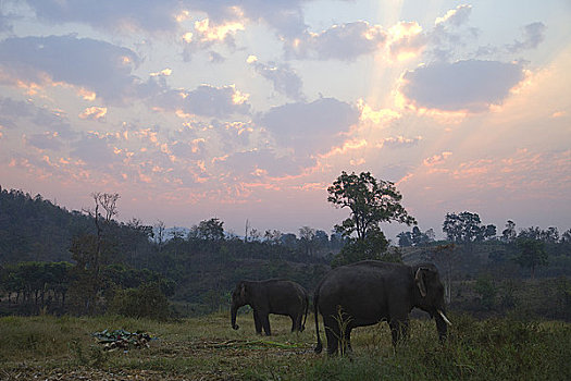 大象,黎明,清迈,金三角,泰国