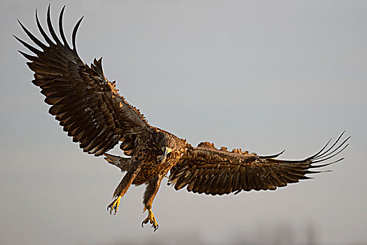 白尾鹰,白尾海雕,幼兽,鹰,飞行,国家公园,匈牙利,欧洲