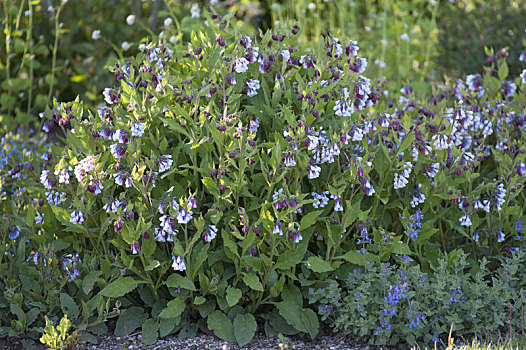 蓝色,紫草科植物