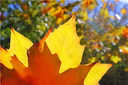 秋天,黄色,金色,叶子,微距,特写,户外,树林