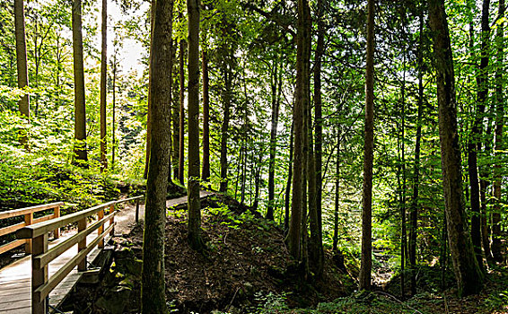 林中小径,阳光,巴伐利亚,德国