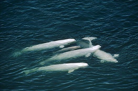白鲸,鲸,群,兰开斯特海峡,加拿大