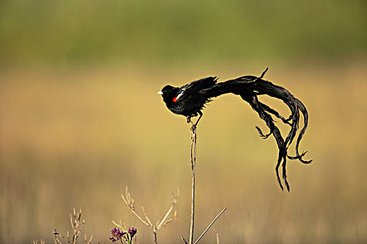 长尾,鳏寡,婚羽,鸟,南非