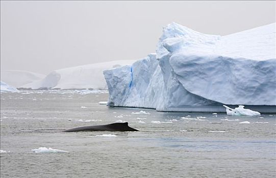 驼背鲸,大翅鲸属,鲸鱼,游泳,靠近,冰山,展望,南极