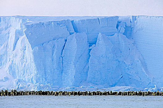 南极,帝企鹅,生物群,扁平,冰山,背景