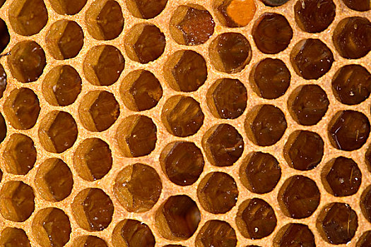 蜜蜂,意大利蜂,蜂巢,蜂蜜,室内,蜂窝,诺曼底