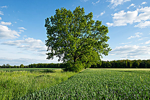 孤单,橡树,地点,下萨克森,德国,欧洲