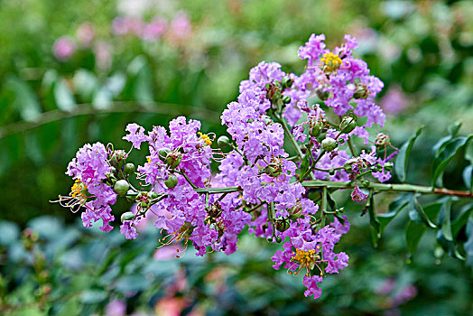 一枝紫薇花