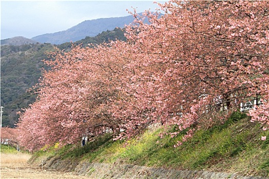樱花,樱桃,河,日本