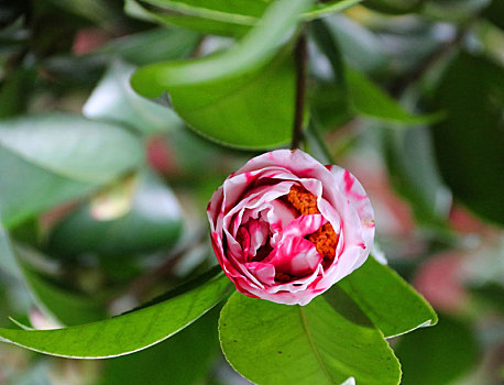 广西全州,春风吹暖二月天,山寺茶花朵朵开