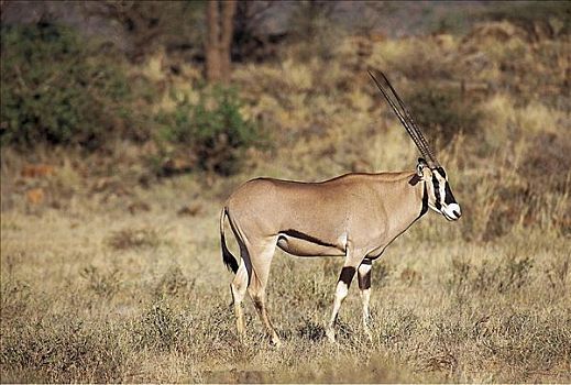 长角羚羊,羚羊,哺乳动物,萨布鲁国家公园,肯尼亚,非洲,动物