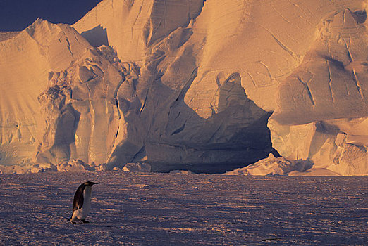 南极,帝企鹅,冰山,拱形,背景,子夜太阳